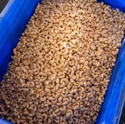 Processed cashew kernels