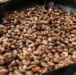 Raw cashews received for processing