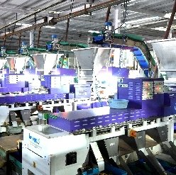 Cashew sorting line